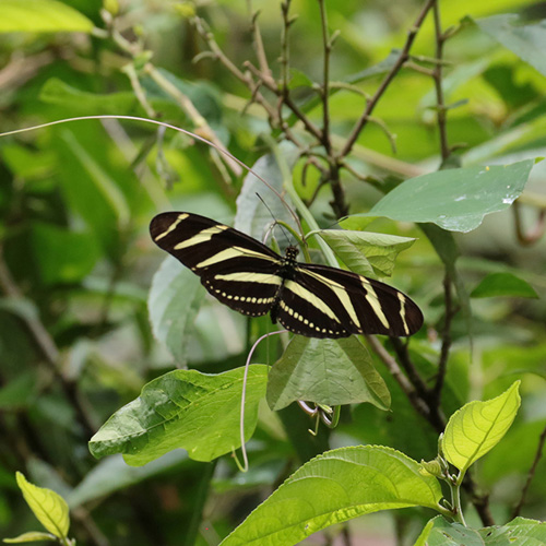 Zebra Longwing